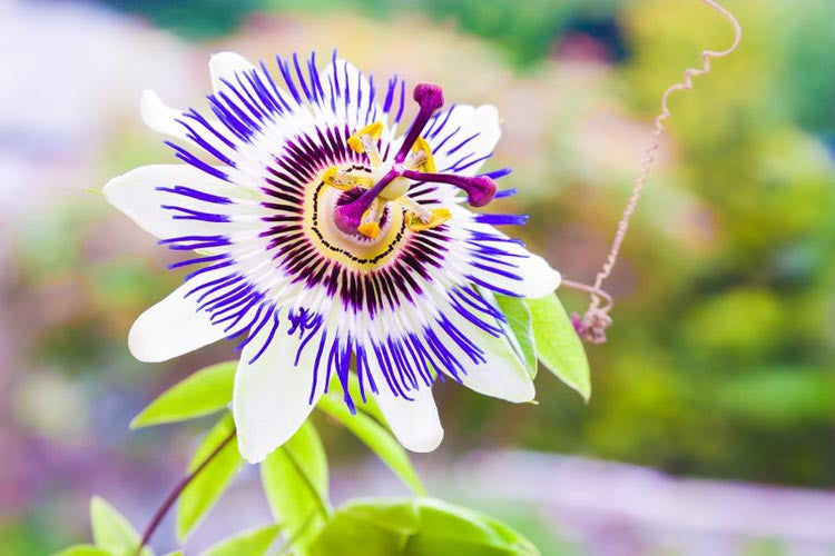 The Secret Weapon for ADHD—Passion Flower!