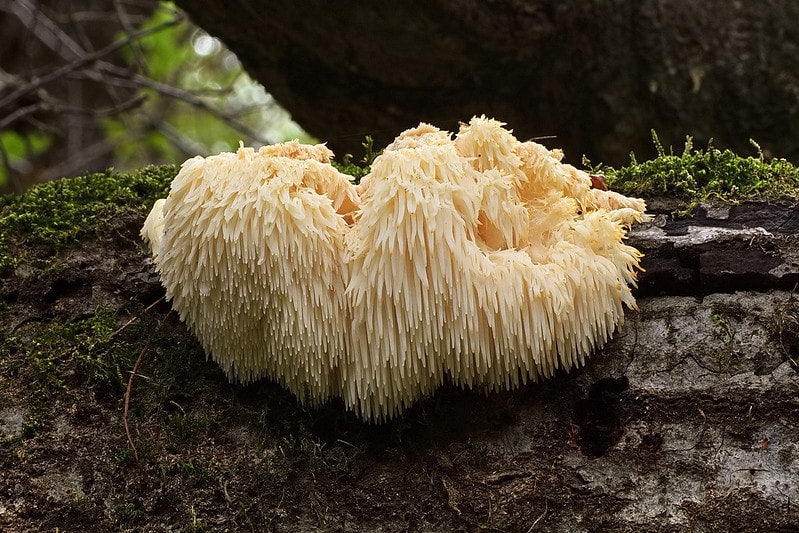 Lion’s Mane Rave: Fungi Fun for Your Brain!