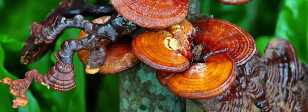 The Fungimental Guide to Reishi Mushrooms