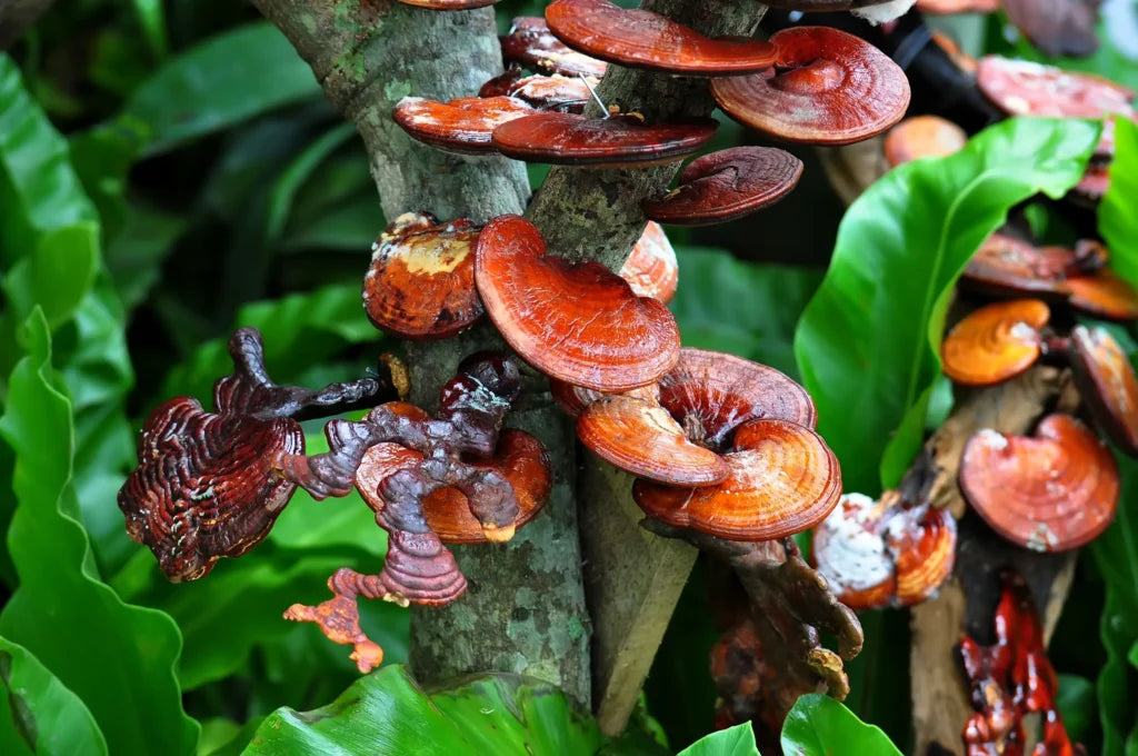 Unveiling the Health Benefits of Medicinal Mushrooms: Your Ultimate Guide.