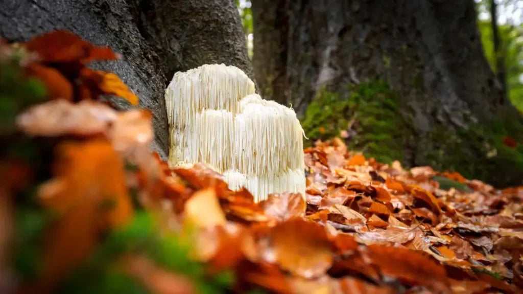Finding Zen: Naturally Managing Stress with 5 Mushroom Adaptogens